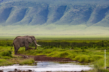 elephant standing in grass in the ngorongoro crater