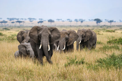 elephant herd in serengeti