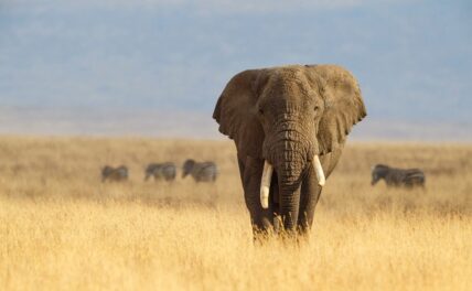 old tusker elephant in ngorongoro crater