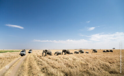 herd of elephants in dry grass in tanzania