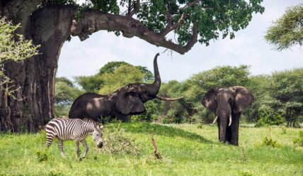 elephants and a zebra grazing under baobab tree