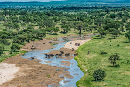 elephants at river in tarangire