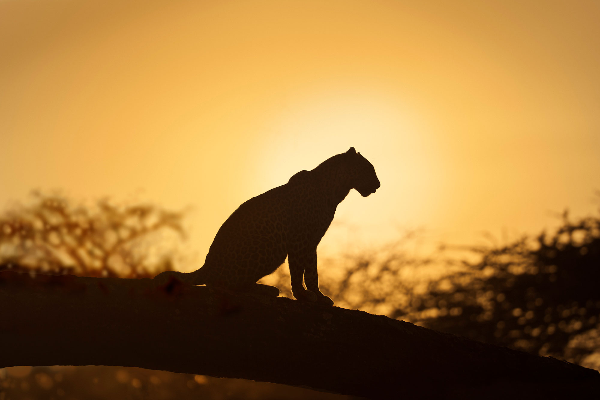 leopard at night in serengeti