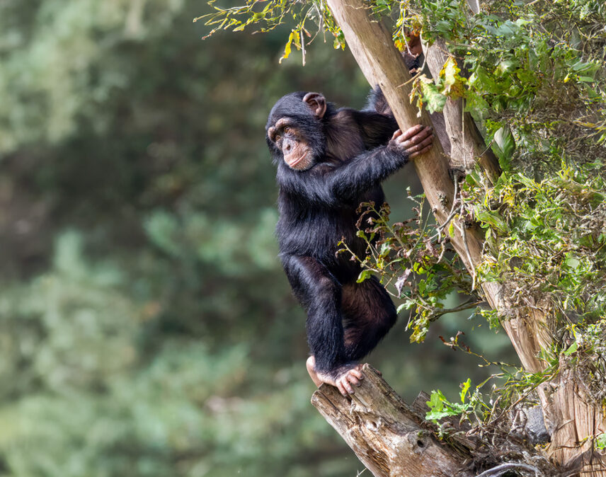 chimpanzee in tree branches in mahale mountains tanzania