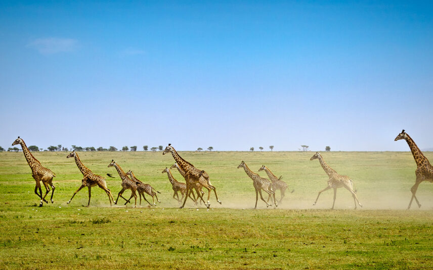 herd of giraffe run in serengeti