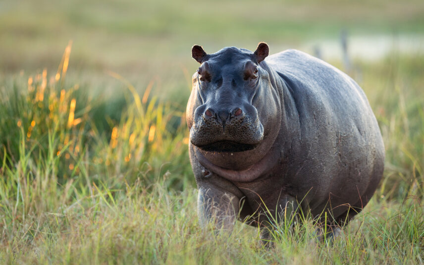 hippo on banks of river in tanzania