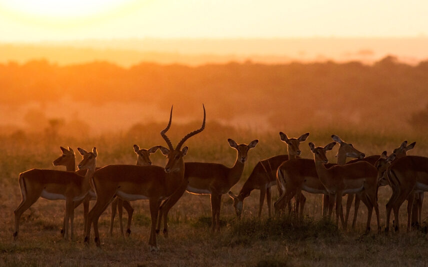 herd of impala at sunset in serengeti