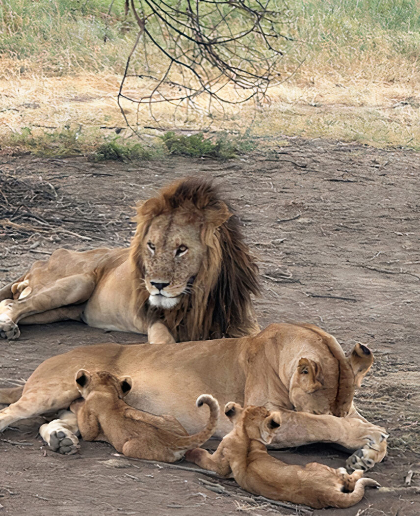 male lion with female and cubs in tanzania