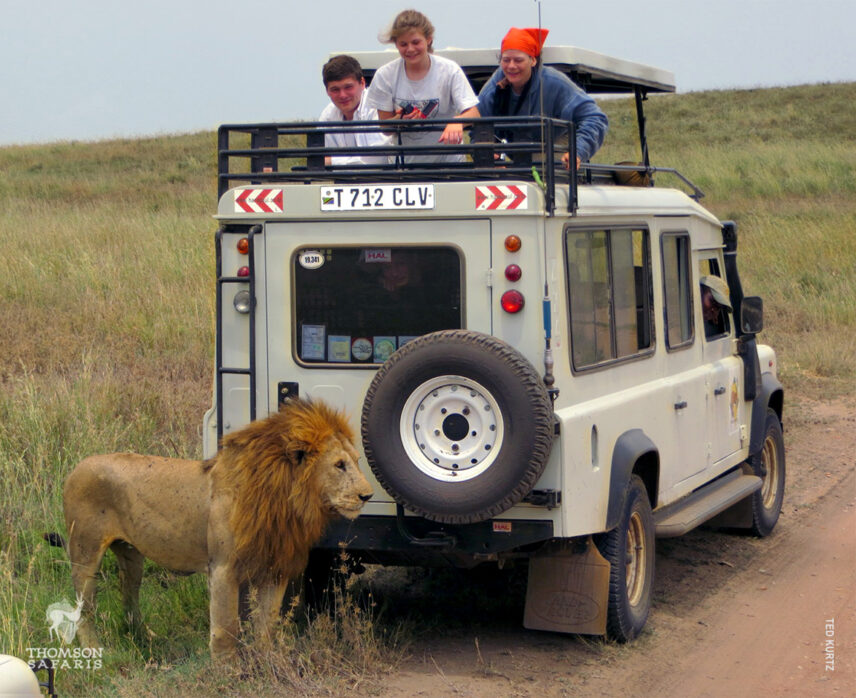family safari guests enjoy a close-up lion sighting