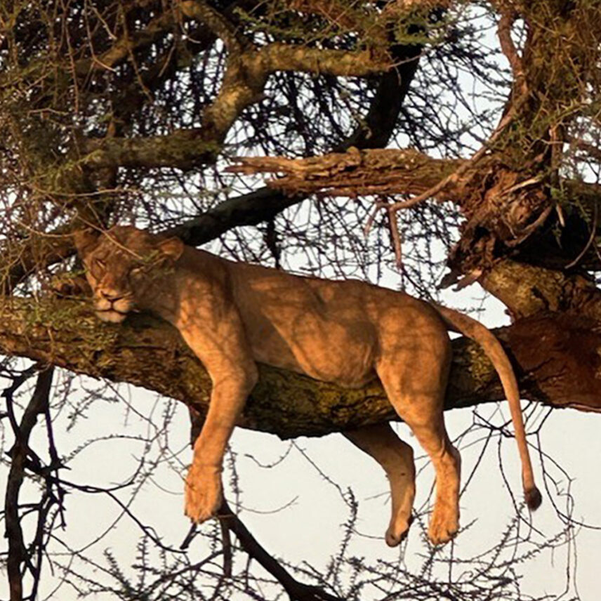 lion rests in tree in serengeti national park tanzania