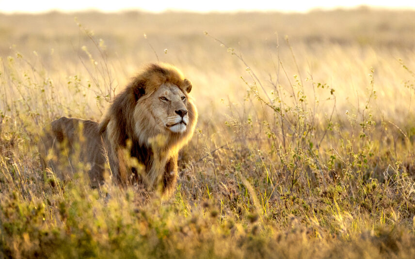 male lion at golden hour in serengeti