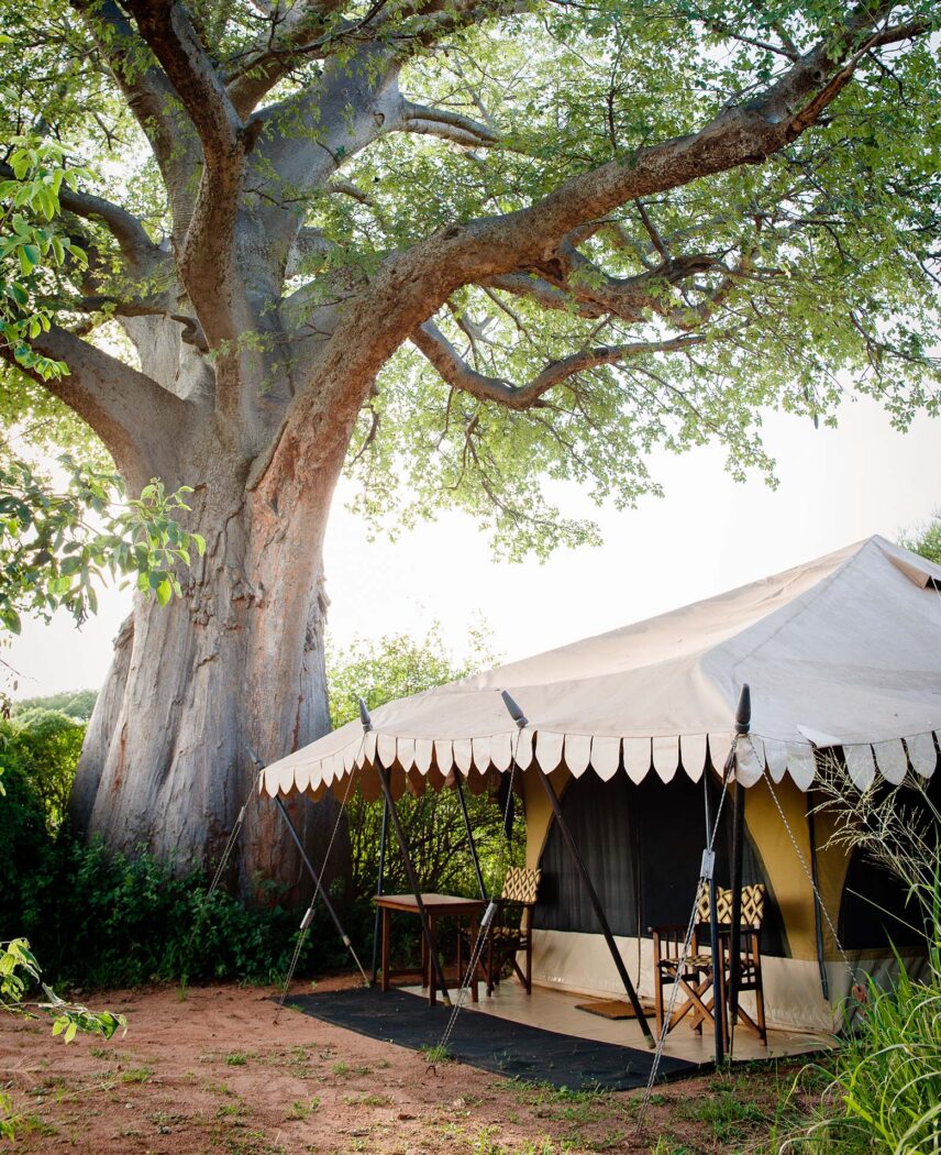 thomson nyumba tent under baobab tree in tarangire national park tanzania