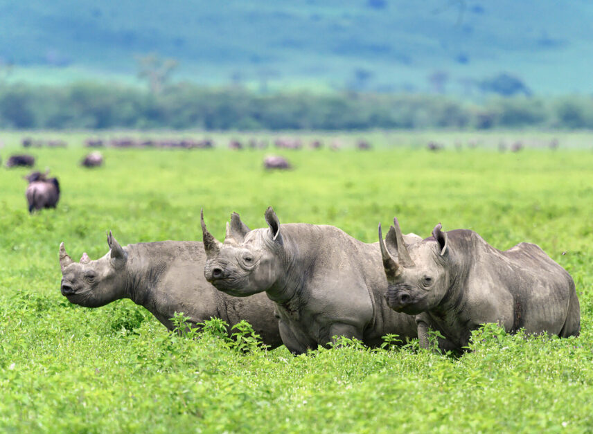 3 rhinos in ngorongoro crater