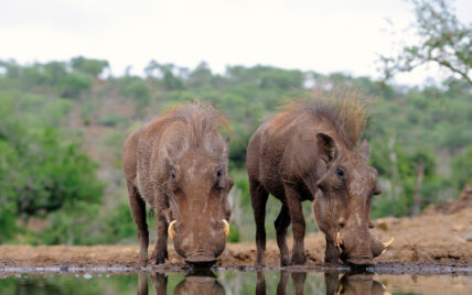 pair of warthogs drink from water hole