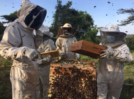 beekeeping initiatives through thomson safaris and focus on tanzania communities