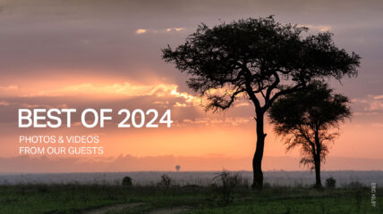 serengeti sunrise best of 2024