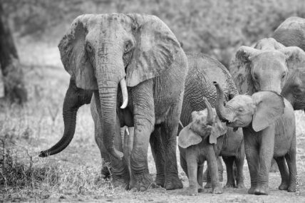 elephant herd calves