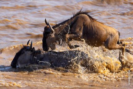 wildebeest river crossing great migration