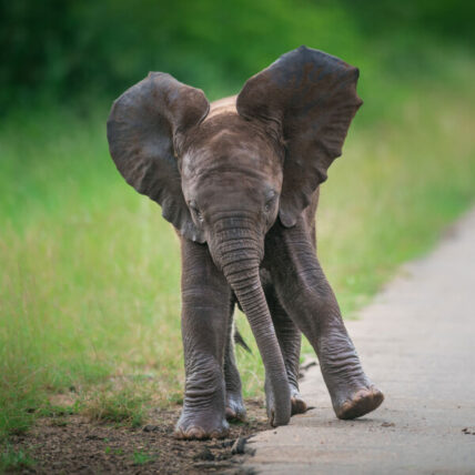 elephant calf toddling along road