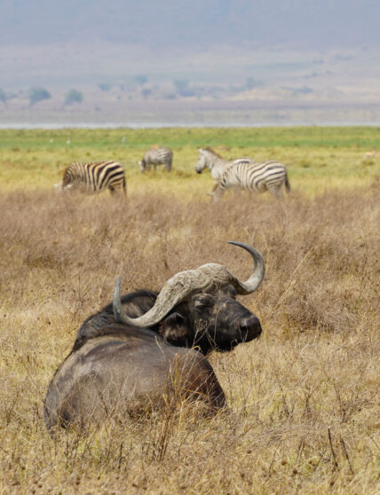 buffalo and zebras in ngorongoro crater