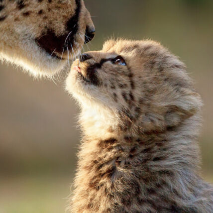 cheetah cub and mom