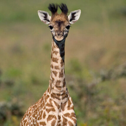 giraffe calf with fuzzy horns