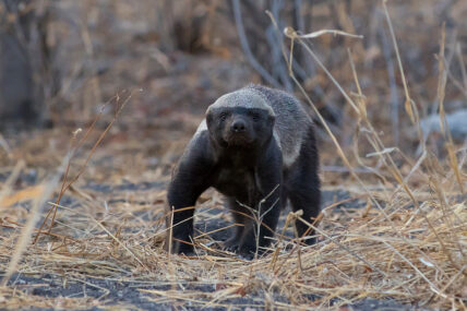 honeybadger walking in tanzania