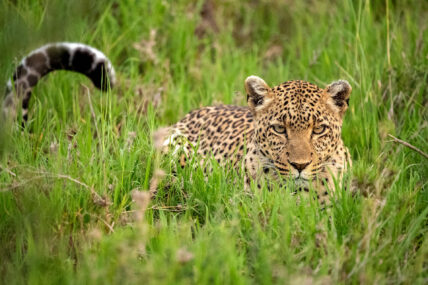 leopard stalking in green grasses of serengeti