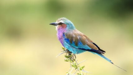 lilac breasted roller bird in tanzania