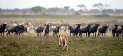 lion hunts wildebeest in serengeti tanzania