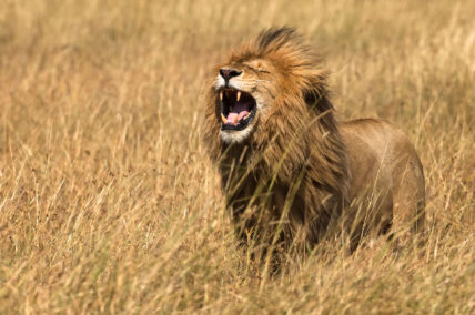 lion roars in dry grasses during safari in tanzania