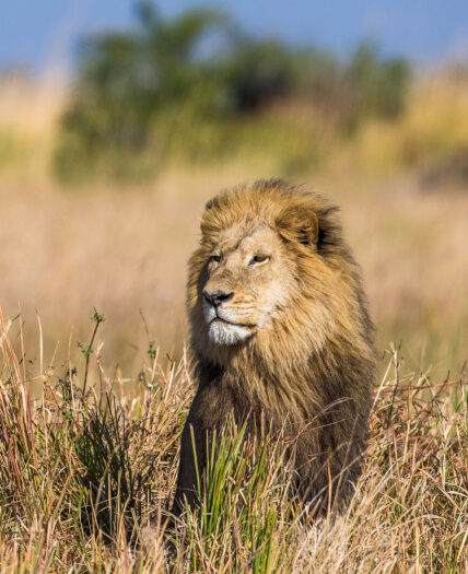 male lion sits in tall grasses of african savanna