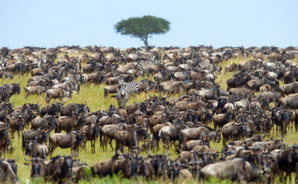 giant herd of great migration of wildebeest in serengeti