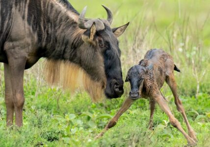 mom tends to her newborn wildebeest calf