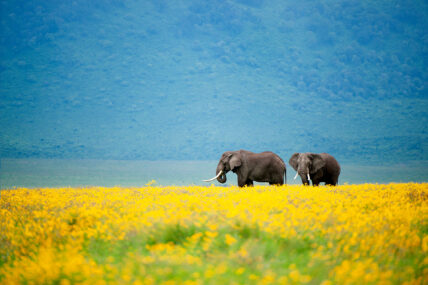 elephants amongst yellow flowers in ngorongoro crater