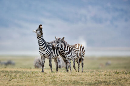 zebras braying in ngorongoro crater