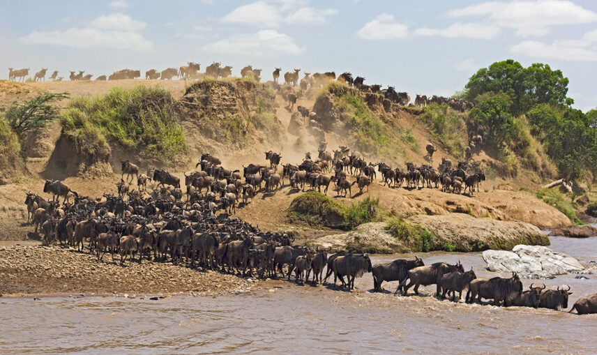 tanzania great migration