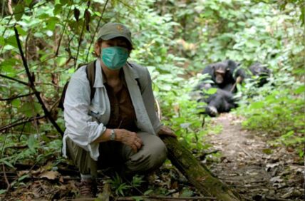 thomson safaris guest chimp trekking in mahale tanzania