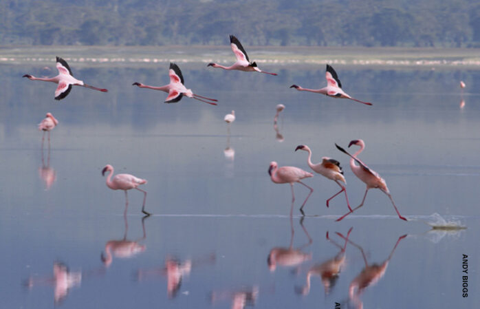 flamingos in water