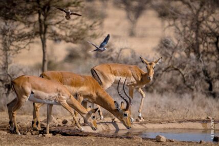 impala and birds at waterhole at thomson camp