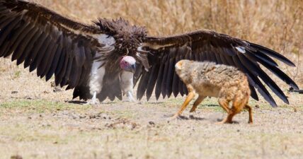 jackal and vulture full wingspan ngorongoro