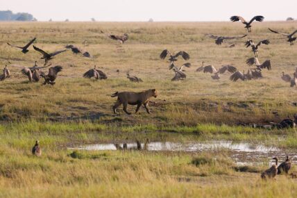 lion chases off vultures from kill