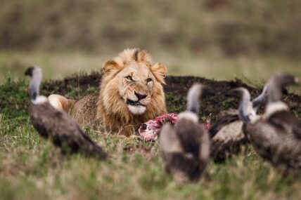 lion protects kill from vultures