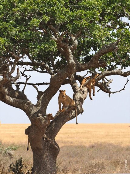 lions in tree in seronera tanzania on our family safari