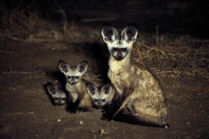 bat-earred box with cubs at night