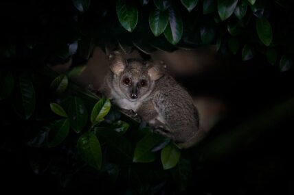 bush baby peaks through leaves