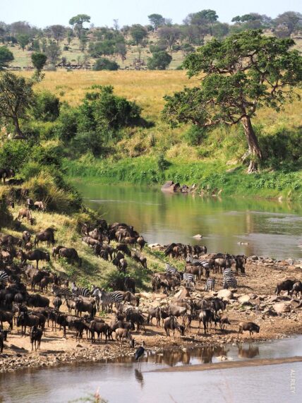 great migration at mara river banks as seen on our family safari