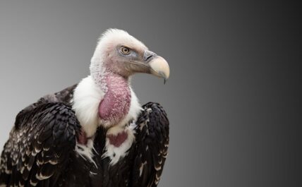 vultures reputation explained