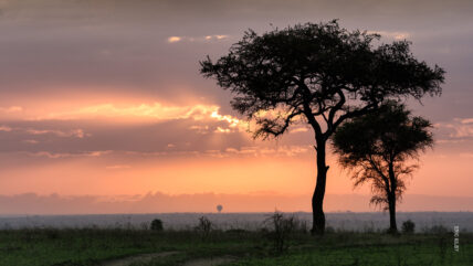 sunrise and acacia in serengeti