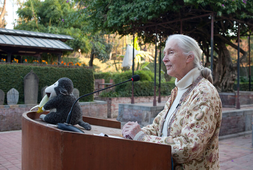 Jane Goodall Thomson Safaris